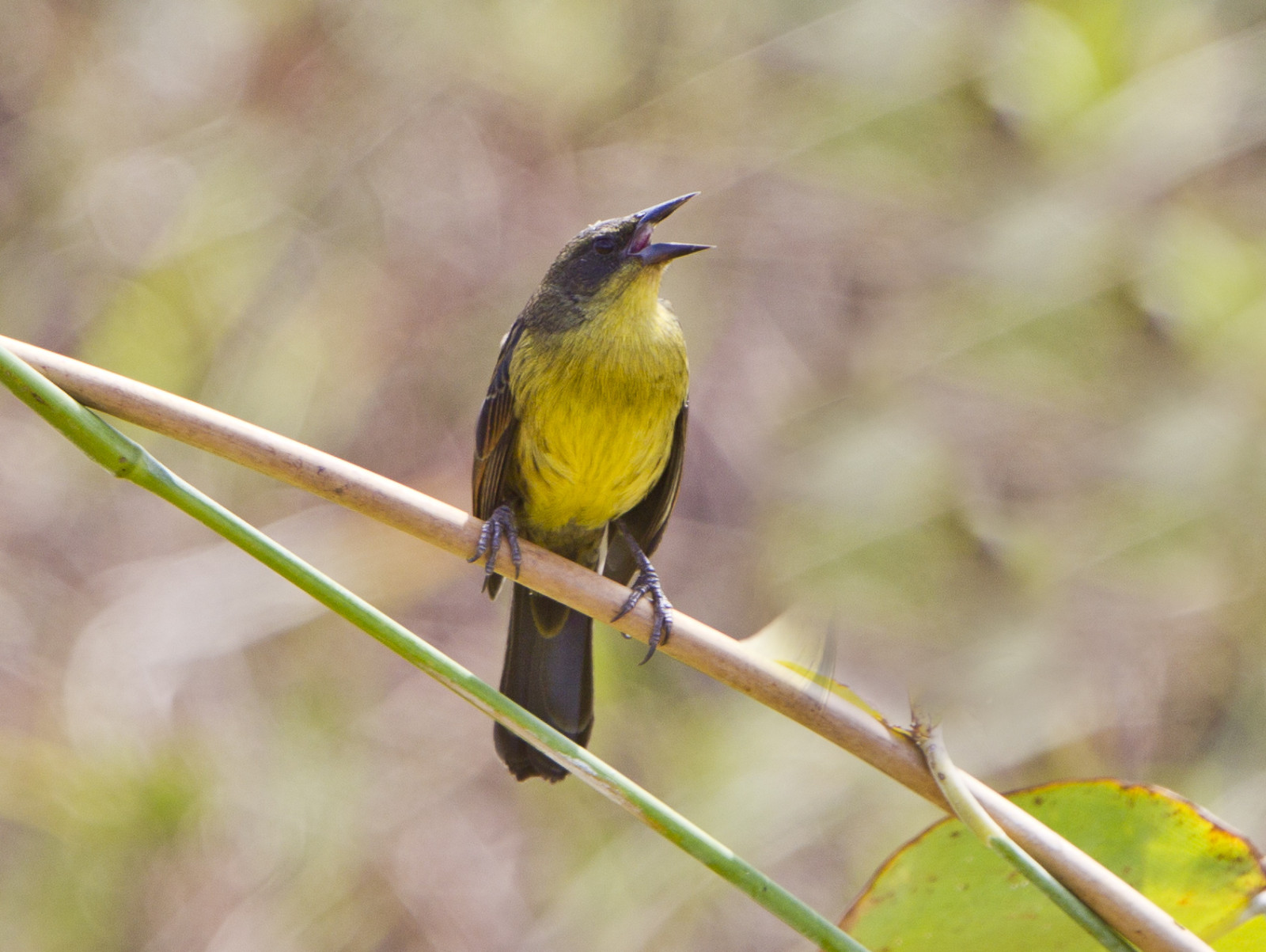 image Unicolored Blackbird